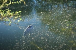 what do carps eat in the wild
