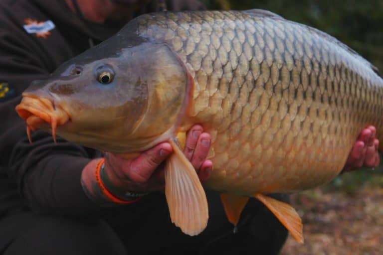 A Guide To Carp Species | CarpQuest