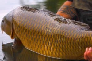 carp jumping out of water