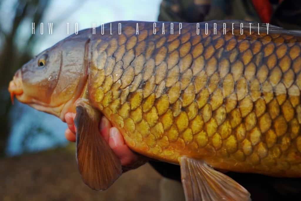 how to hold a carp correctly