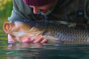 types of carp