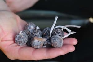 Basic Carp Rigs