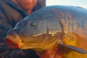 Fish Health and Welfare