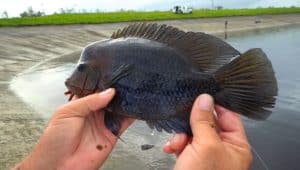 Invasive Species