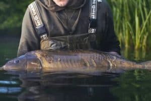 Conservation and Fish Care: Fish Handling Techniques for UK Carp Fishing