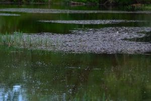 Finding and Interpreting Underwater Features for UK Carp Fishing