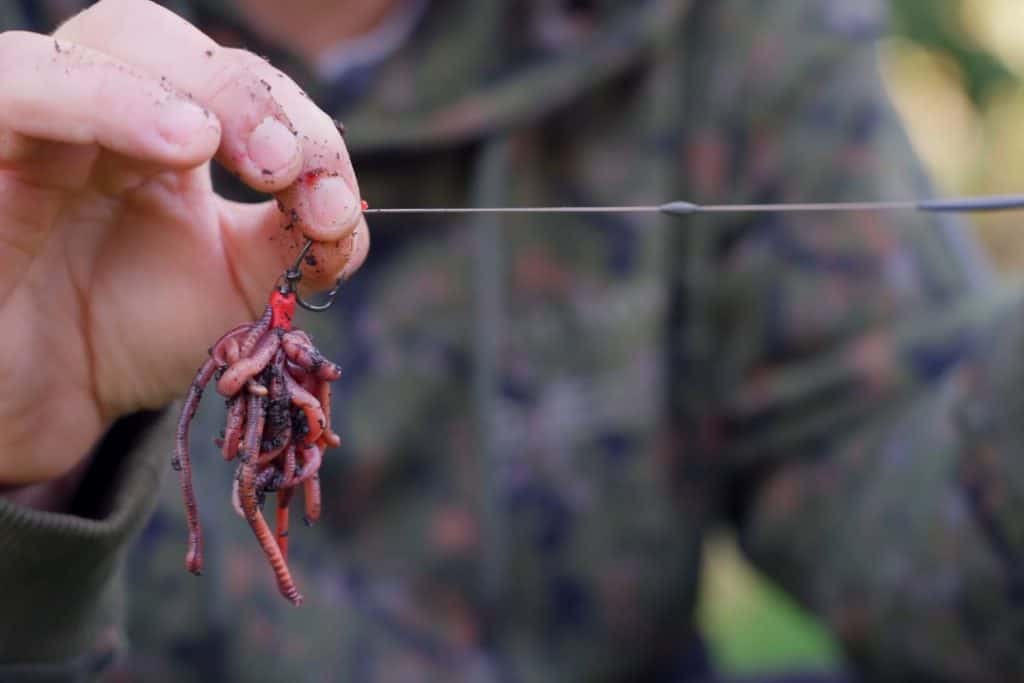 Natural Baits for UK Carp Fishing: An In-Depth Guide